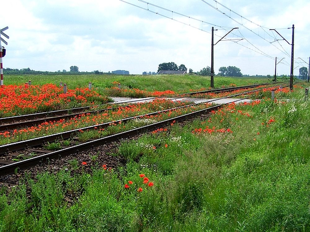 Maki przy torach kolejowych w pobliżu miejscowości Chociw